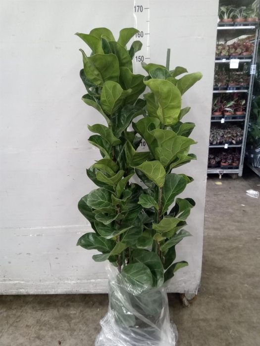 <h4>Ficus lyrata 'Bambino'</h4>