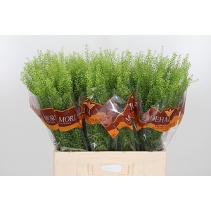 Lepidium Green Bell