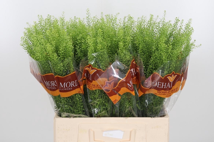 <h4>Lepidium Green Bell</h4>