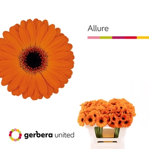 Germini Allure Water x60
