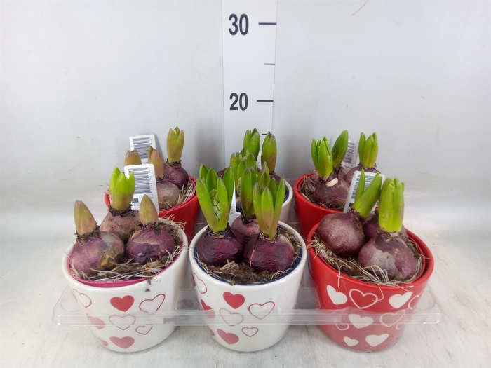 <h4>Arr.  Hyacinthus L%</h4>