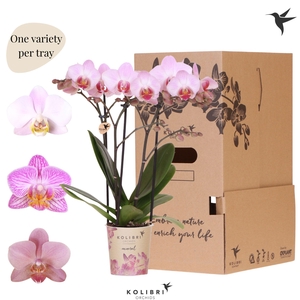 Kolibri Orchids Phalaenopsis Mineral pink 3 spike