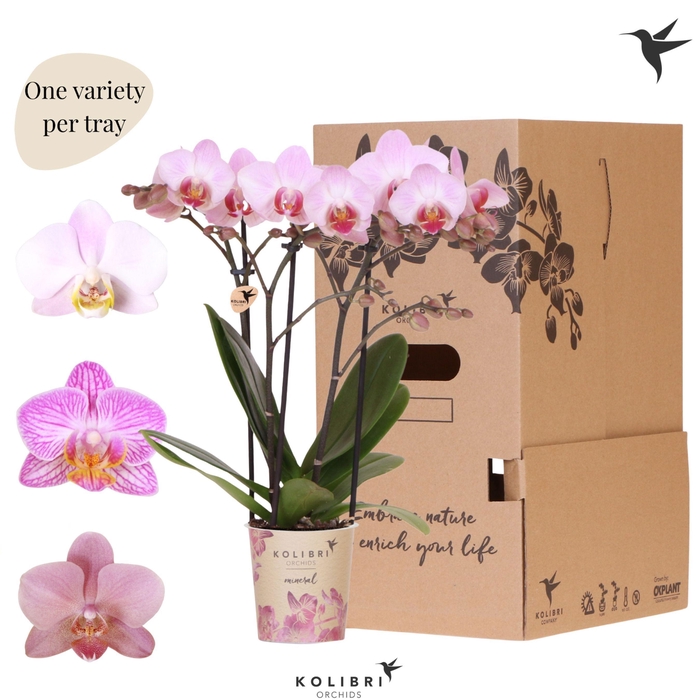<h4>Kolibri Orchids Phalaenopsis Mineral pink 3 spike</h4>