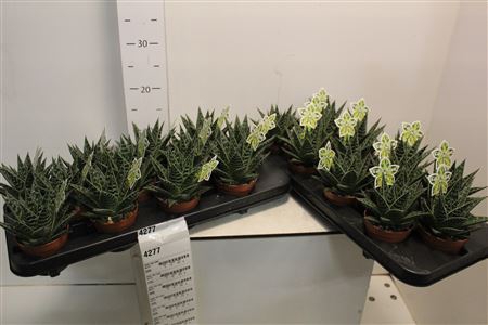 <h4>Aloe Tiki Tahi</h4>