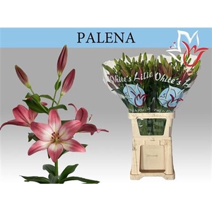 Li La Palena