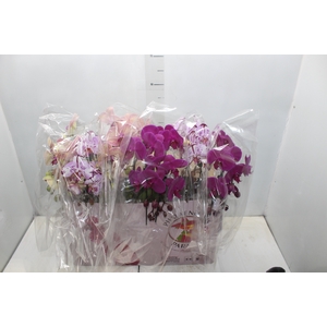 PHAL. CASC. ESP. 2 HT P15 2 HA MULT