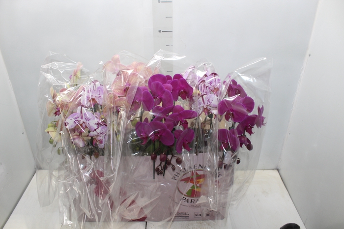 <h4>PHAL. CASC. ESP. 2 HT P15 2 HA MULT</h4>