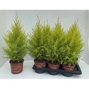 Cupressus macro. 'Goldcrest Wilma'