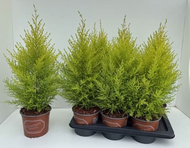 <h4>Cupressus macro. 'Goldcrest Wilma'</h4>