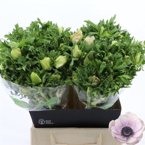 Anemone Galil Pastel