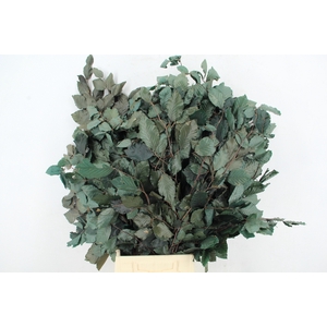 PF Beech Leafs Bs Green 150g
