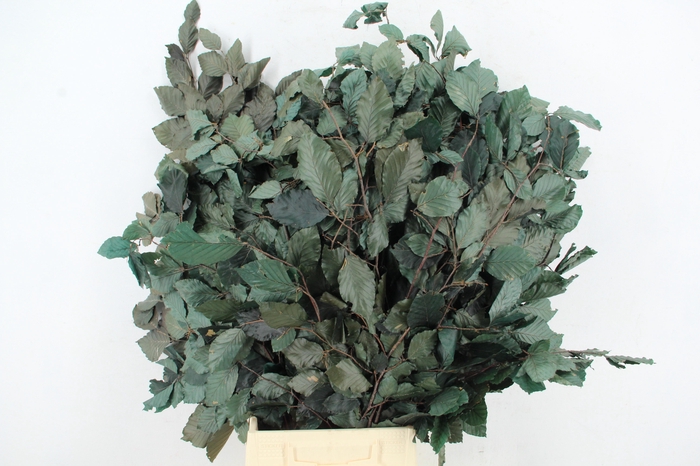 <h4>PF Beech Leafs Bs Green 150g</h4>