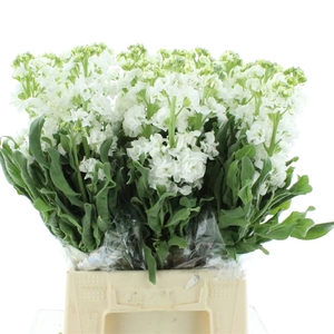 Matth Incana Iron White Extra