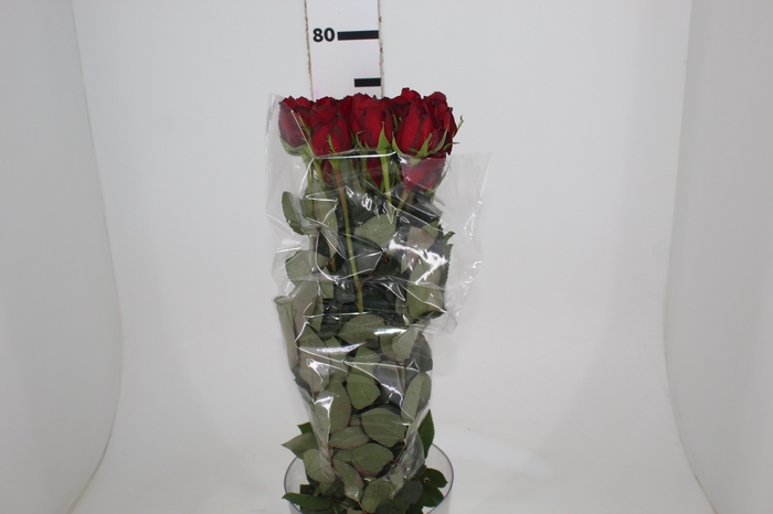 <h4>ROSA FREEDOM 070 CM ESTUFA</h4>