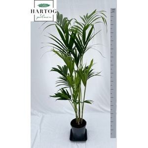 <h4>HOWEA FORSTERIANA</h4>
