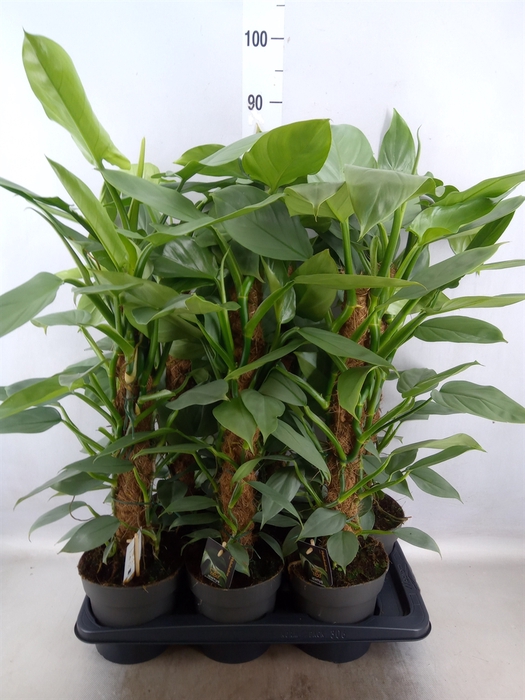 <h4>Philodendron  'Silver Queen'</h4>