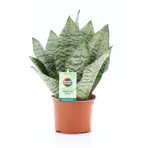 Sansevieria Black Coral