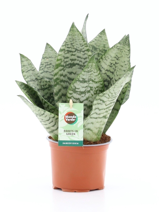 <h4>Sansevieria Black Coral</h4>