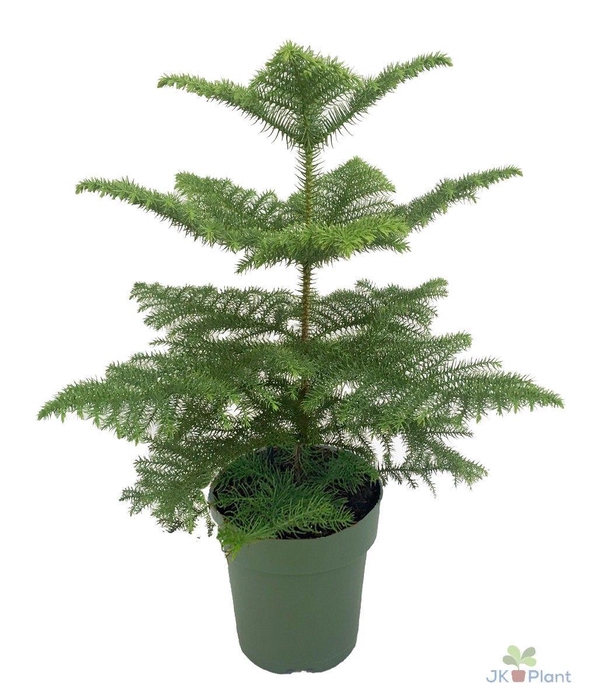 <h4>Araucaria</h4>