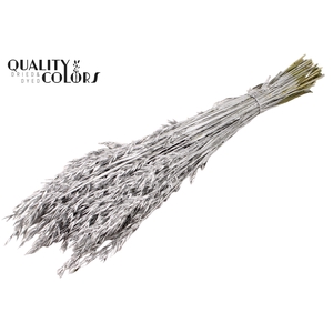 Avena per bunch Silver