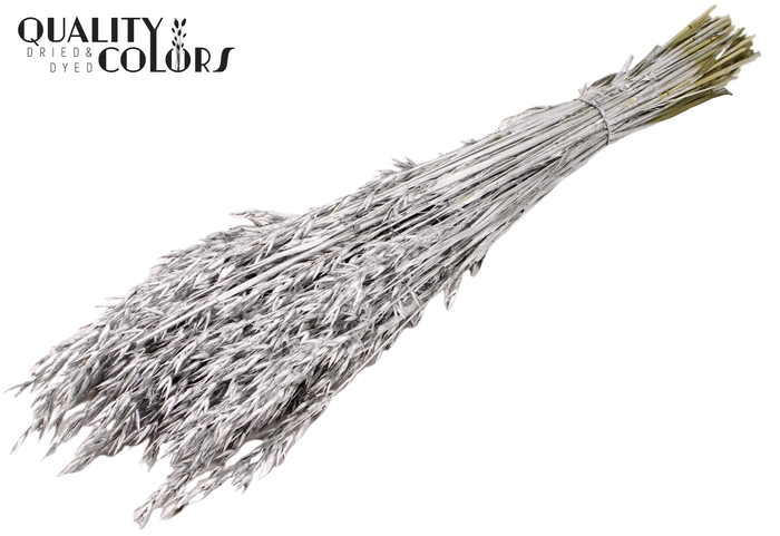 <h4>Avena per bunch Silver</h4>