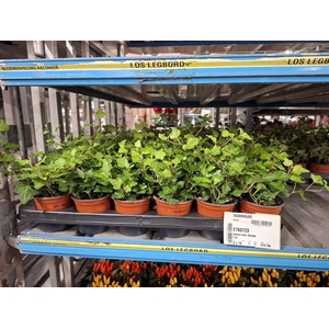 Hedera helix Wonder