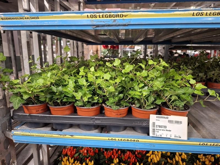 Hedera helix Wonder