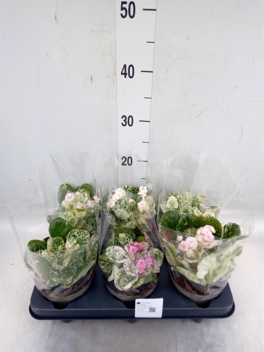 <h4>Saintpaulia   ...</h4>