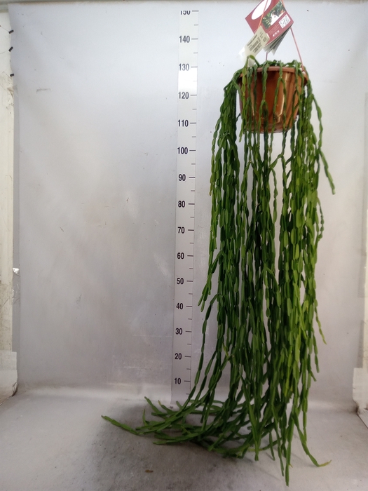 <h4>Rhipsalis paradoxa</h4>