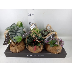 Planten Groen   ...mix  5