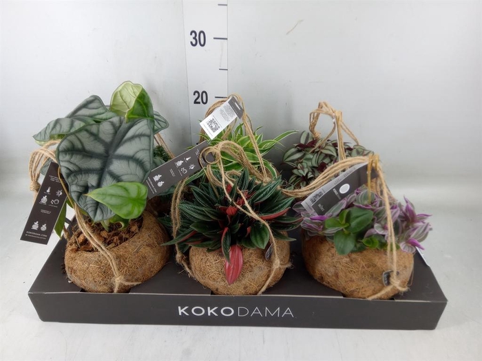 <h4>Planten Groen   ...mix  5</h4>