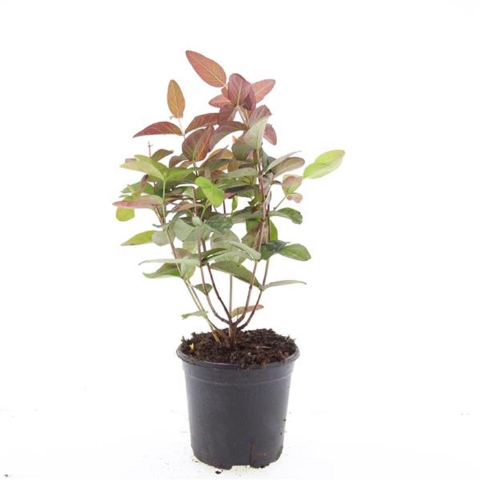 <h4>Hypericum</h4>