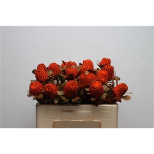 Banksia Coccinea Orange