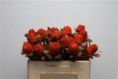 <h4>Banksia Coccinea Orange</h4>