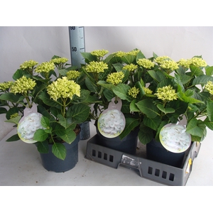 Hydrangea mac.   ...