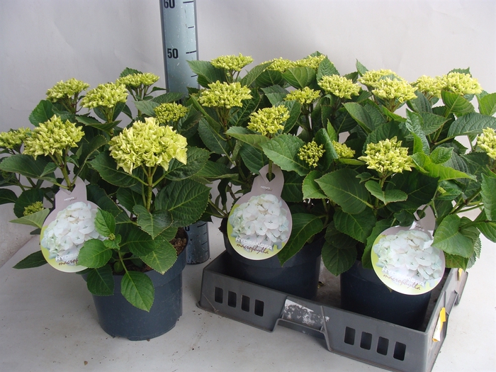 <h4>Hydrangea mac.   ...</h4>