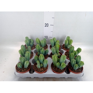 Cereus   ...
