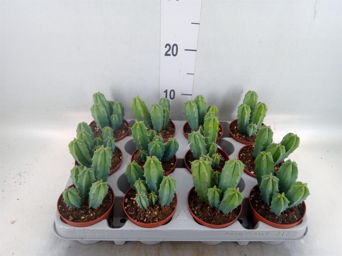 <h4>Cereus   ...</h4>