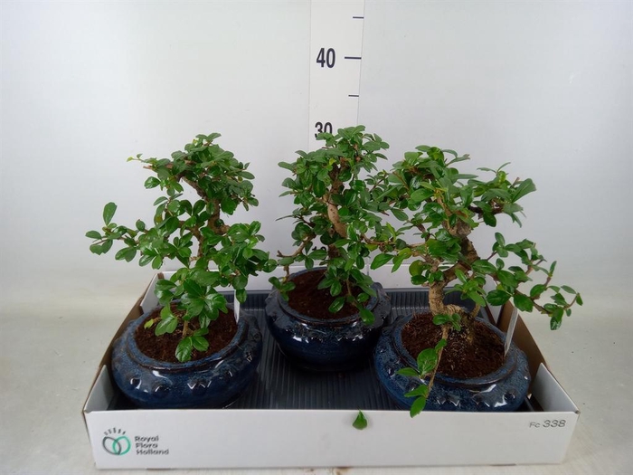 <h4>Bonsai   ...mix</h4>