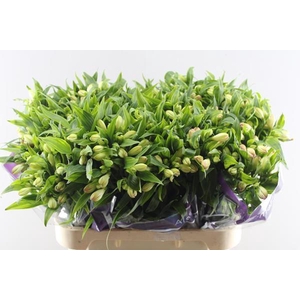 Alstr Wonder Sweet (l.rose)