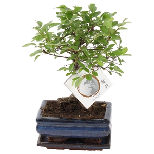 Bonsai 'Zelkova parv.' in ø15cm Ceramic Ball Shape with Saucer