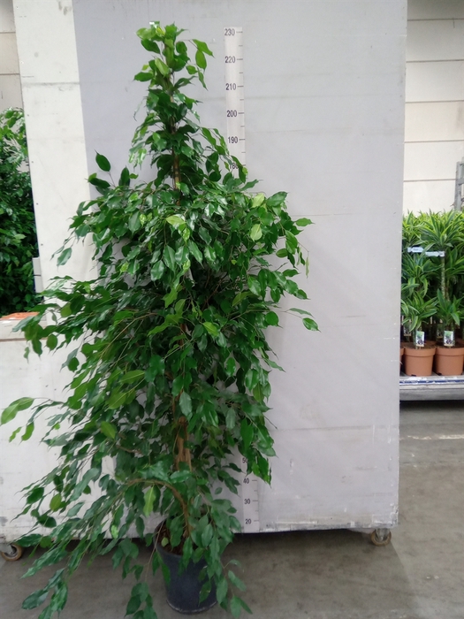 <h4>Ficus benja. 'Exotica'</h4>