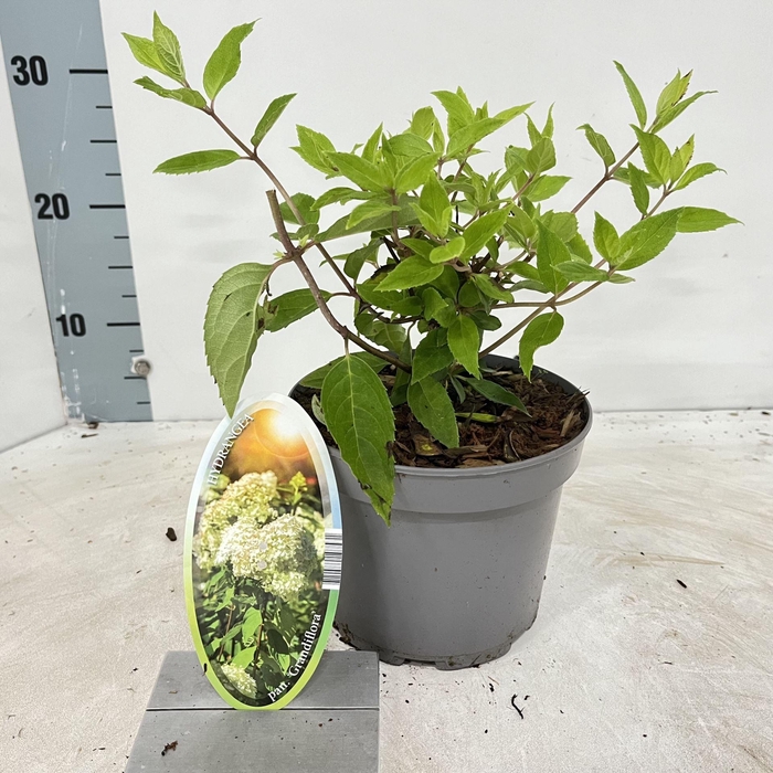 <h4>Hydrangea paniculata Grandiflora</h4>