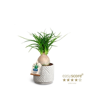 BEAUCARNEA RECURVATA p7