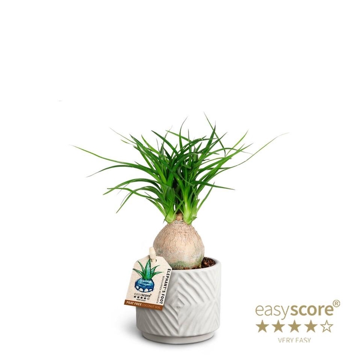 <h4>BEAUCARNEA RECURVATA p7</h4>