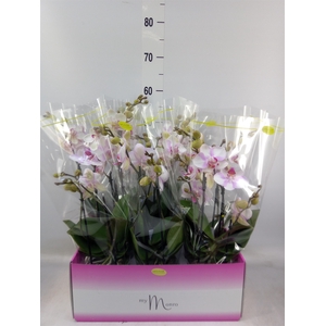 Phalaenopsis multi.   ...rose