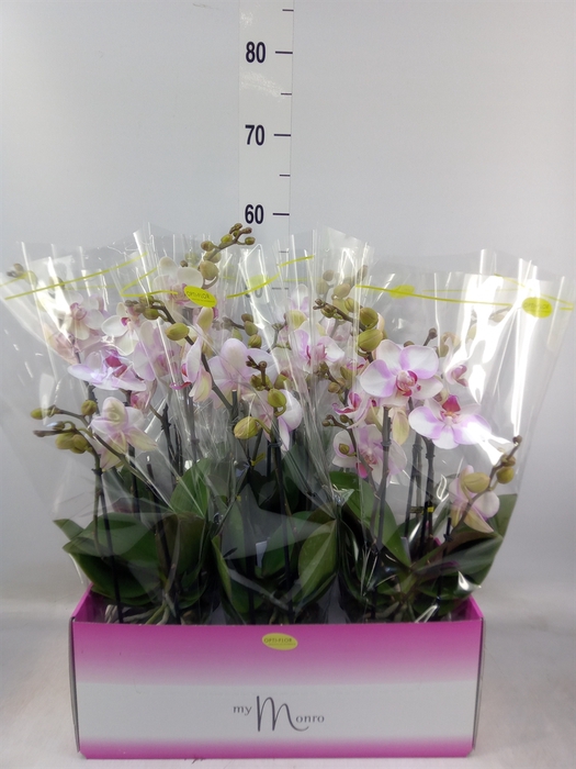 <h4>Phalaenopsis multi.   ...rose</h4>
