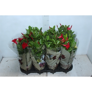 DIPLADENIA PICOLI P14 VARIADO