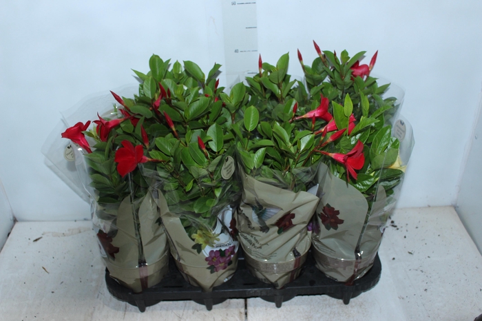 <h4>DIPLADENIA PICOLI P14 VARIADO</h4>