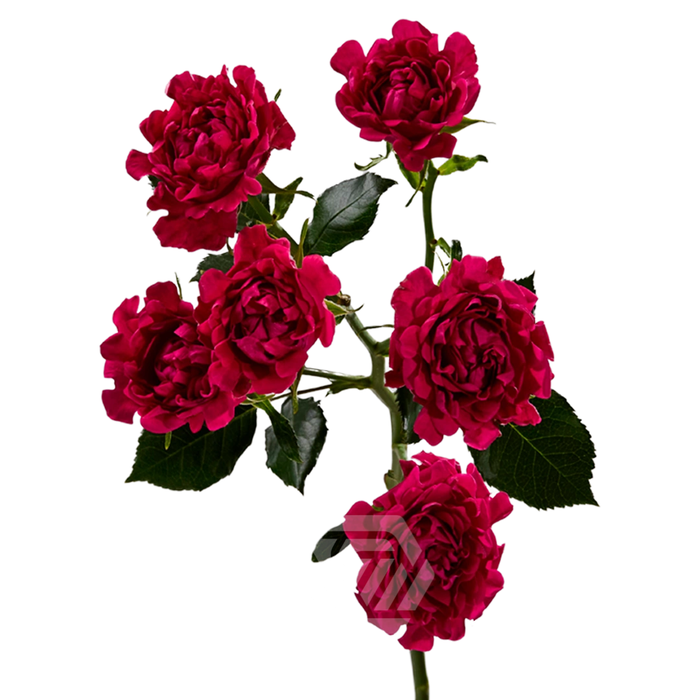 <h4>R TR #HOT PINK Tessa</h4>